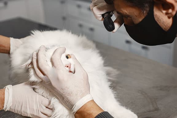 looking into cat's eyes