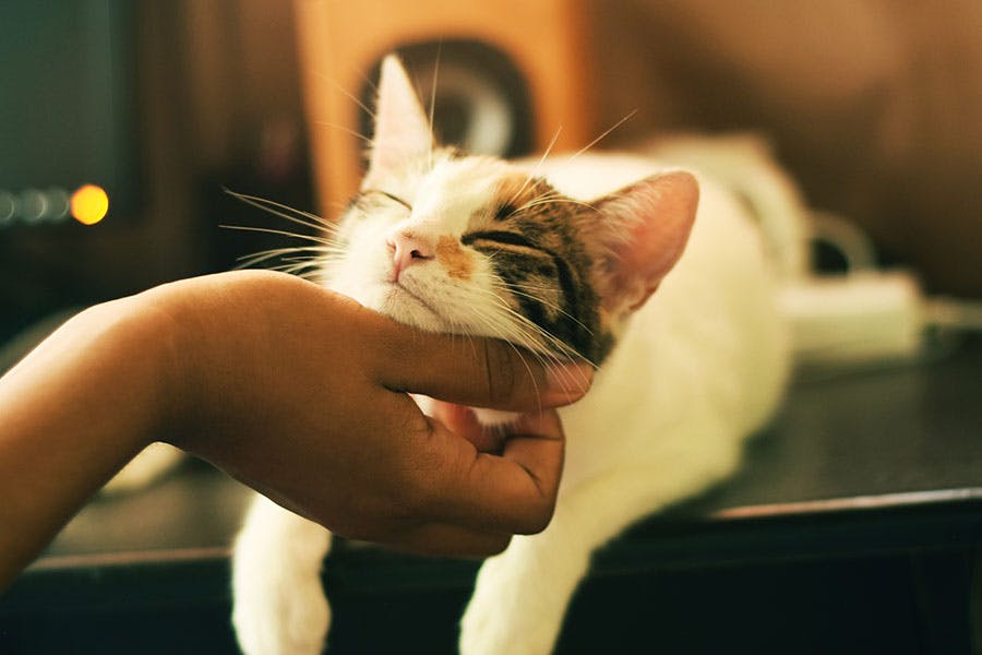 hand playing with cat